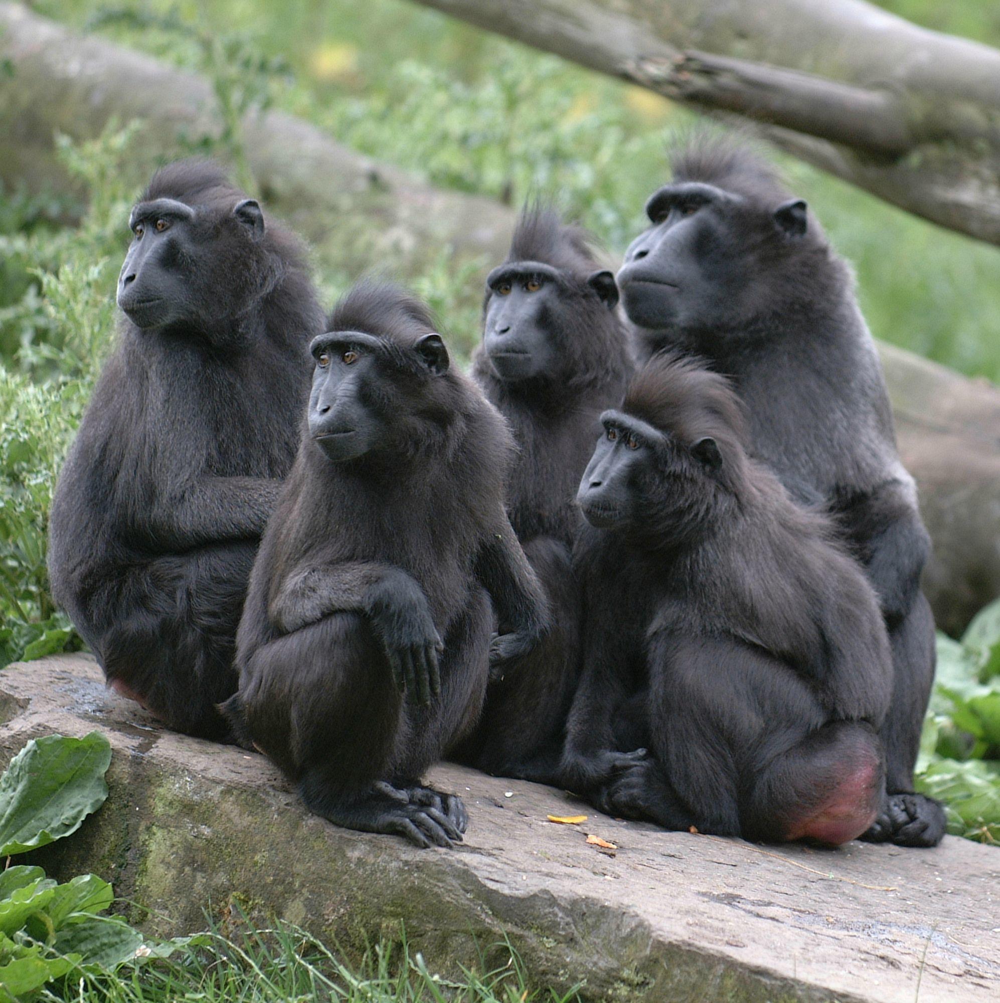 Depositphotos_2018922_l-2015 Grupo de monos, todos mirando hacia la izquierda